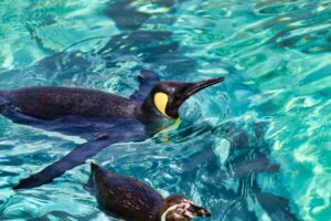 仙台うみの杜水族館にペンギンは何種類いるの？赤ちゃんの情報も紹介。