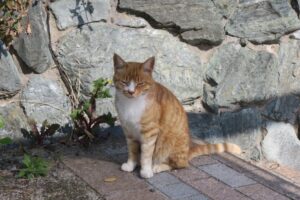 江ノ島に猫はいない？なぜ減った？理由を徹底調査！