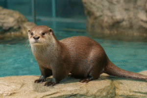 すみだ水族館にカワウソはいる？都内でカワウソが見られる水族館＆動物園まとめ