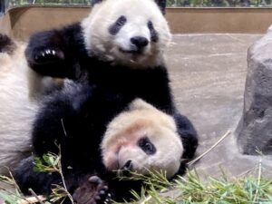 上野動物園でパンダはいつまで見れる？公開日や何匹か名前は等徹底解説！